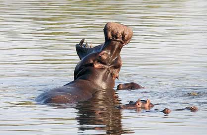 Hippopotamus Mammals South-Africa Nature Picture