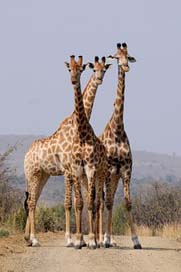 South-Africa Pattern Giraffes Hluhluwe Picture