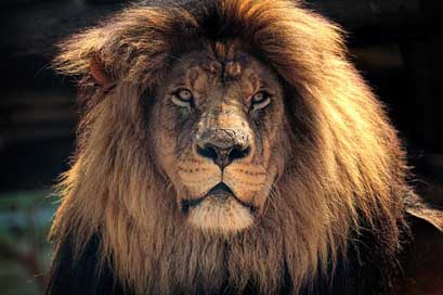 Lion Wildlife Nature Africa Picture