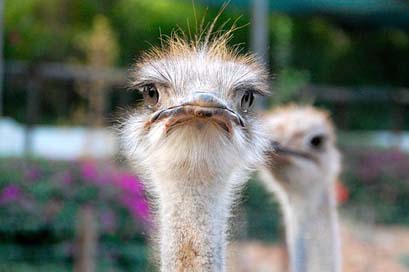 South-Africa Africa Eyes Ostrich Picture