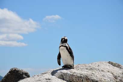 Penguin Water South-Africa Beach Picture