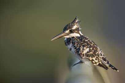 Kingfisher Bird Pied-Kingfisher Pied Picture