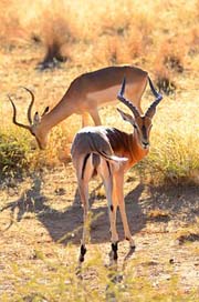 South-Africa Safari Africa Pilanesberg Picture