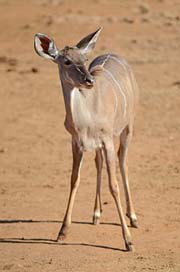 South-Africa Nature Safari Pilanesberg Picture