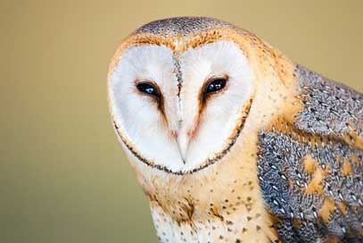 Barn-Owl Face Portrait Owl Picture
