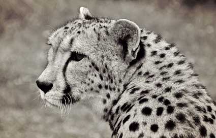 Cheetah Animal Predator Big-Cat Picture