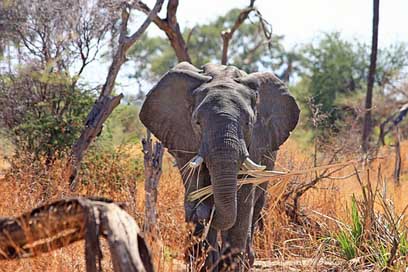Elephant Safari Proboscis Animal Picture