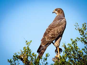 Bird-Of-Prey Bird Raptor Falcon Picture