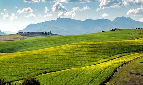 Canola-Fields Agriculture Rolling-Hills Green Picture