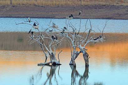 African Tree Roosting Birds Picture