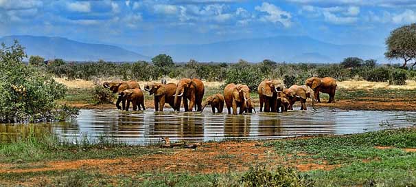 Elephant Africa Safari Watering-Hole Picture