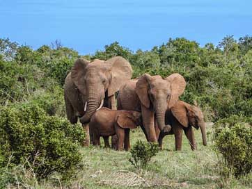 Elephant-Family Africa Safari Elephant Picture