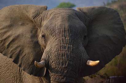 Elephant South-Africa Savannah Africa Picture