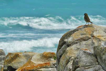 Coast Surf Sea Rocky-Coast Picture