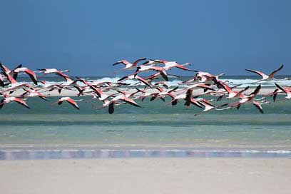 Flamingo South-Africa Sea Beach Picture