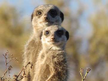 Meerkat Wildlife Wild Animal Picture