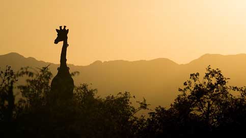 Giraffe Sky Yellow Sunset Picture