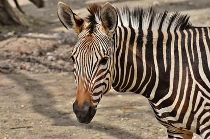 Zebra Africa Zoo Wild-Animal Picture