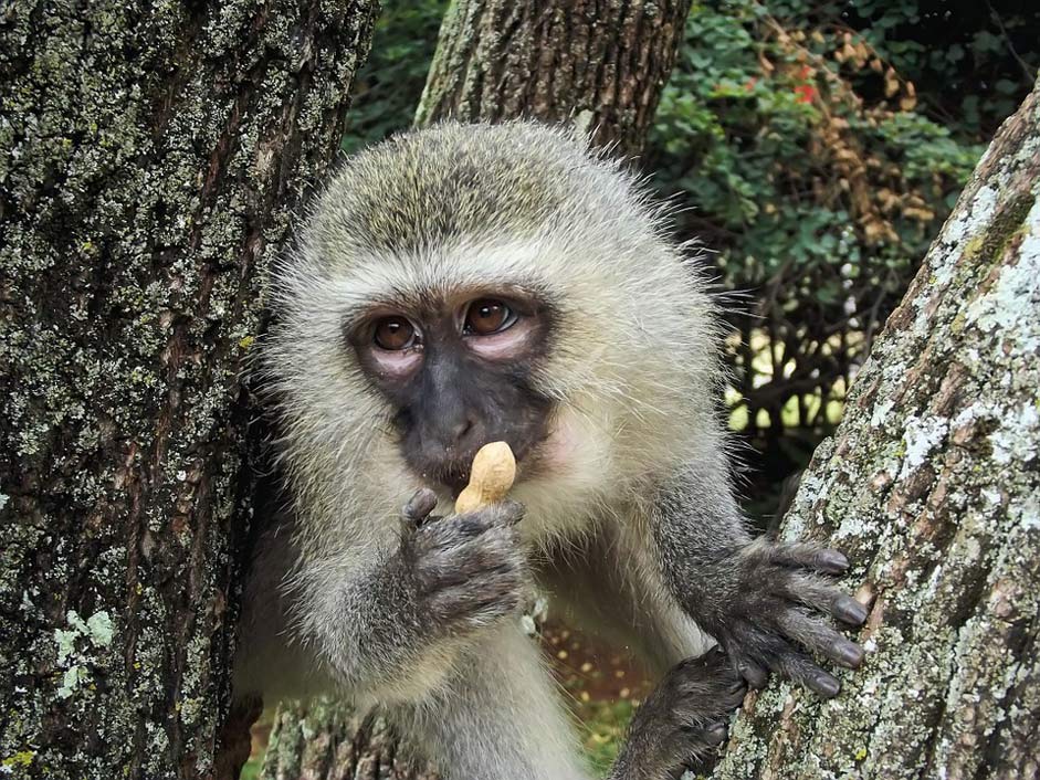 Ape Vervet-Monkey Monkey Vervet