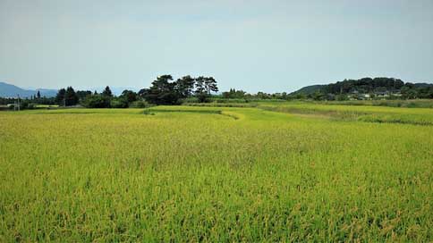 Rice Weather Autumn Fall Picture