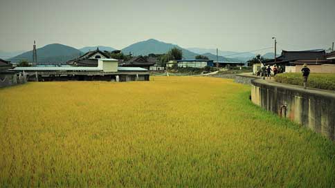 Rice Weather Autumn Fall Picture