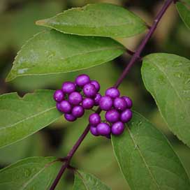 Berry The-Fruit Berries Fruit Picture