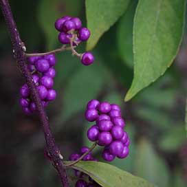 Berry The-Fruit Berries Fruit Picture