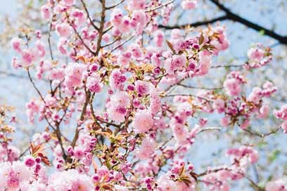 Sakura Pink-Flower Cherry-Flowers Flower Picture