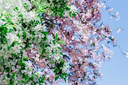 Sakura Pink-Flower Cherry-Flowers Flower Picture