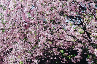 Sakura Pink-Flower Cherry-Flowers Flower Picture