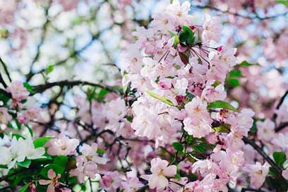 Sakura Pink-Flower Cherry-Flowers Flower Picture