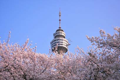 South-Korea Flower Cherryblossom Daegu Picture