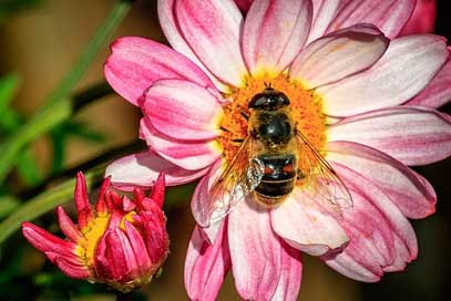 Nature Summer Flora Flower Picture