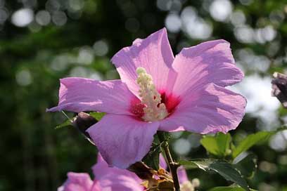Rose-Of-Sharon Plants Flowers South-Korea-National Picture