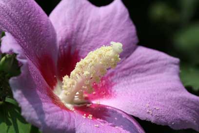 Rose-Of-Sharon Plants Flowers South-Korea-National Picture