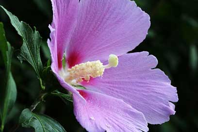 Rose-Of-Sharon Plants Flowers South-Korea-National Picture