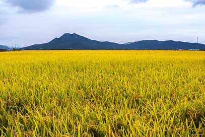 Korea Landscape Ganghwado Incheon Picture