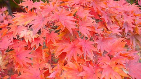 Orange Trees South-Korea Leaves Picture