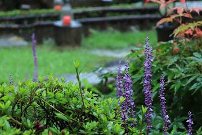 Liriope Plant Purple Flower Picture