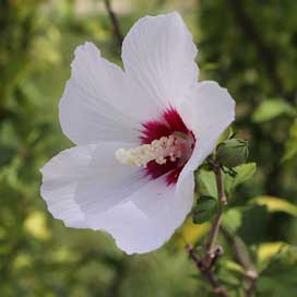 Rose-Of-Sharon Hibiscus-Syriacus Sharon Rose Picture