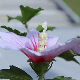 Rose-Of-Sharon Hibiscus-Syriacus Sharon Rose Picture