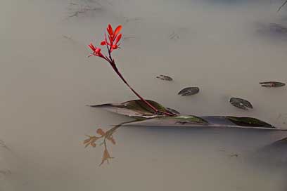 Nature Flowers Some-People-Don'T The-Body-Of-Water Picture