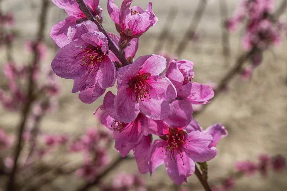 Spring Floral Rosa Flower-Peach