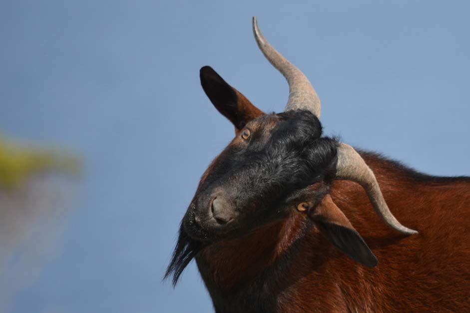 Spain Wild Bock Goat