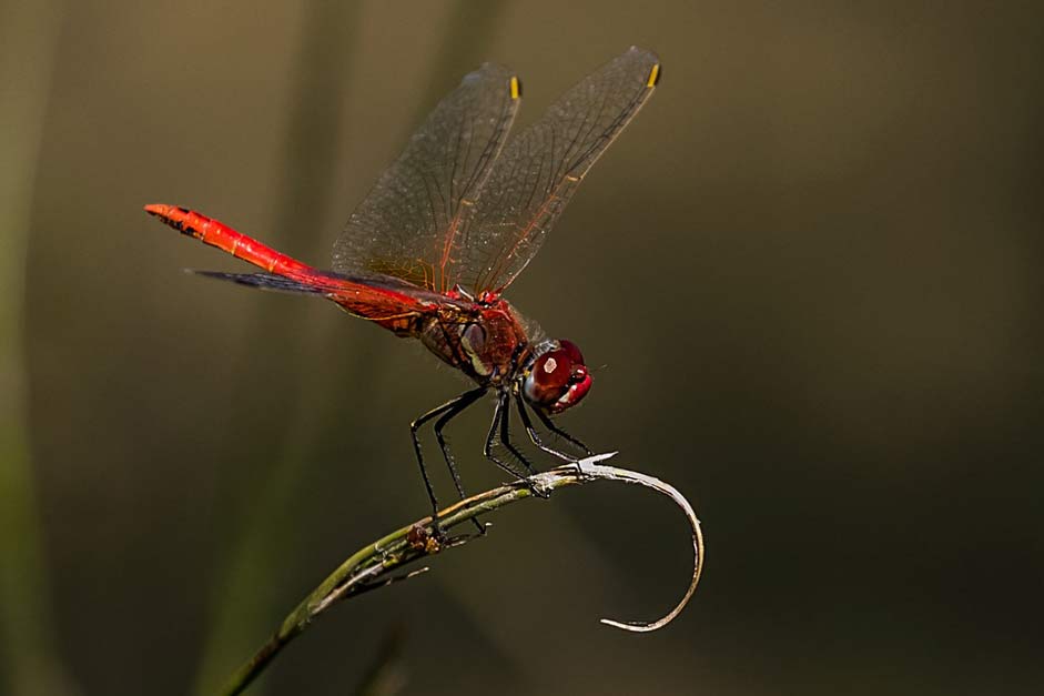 Dragonfly Guadalix-De-La-Sierra Madrid Spain