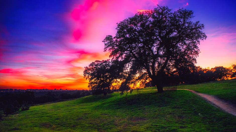 Trees Colorful Sunset Spain