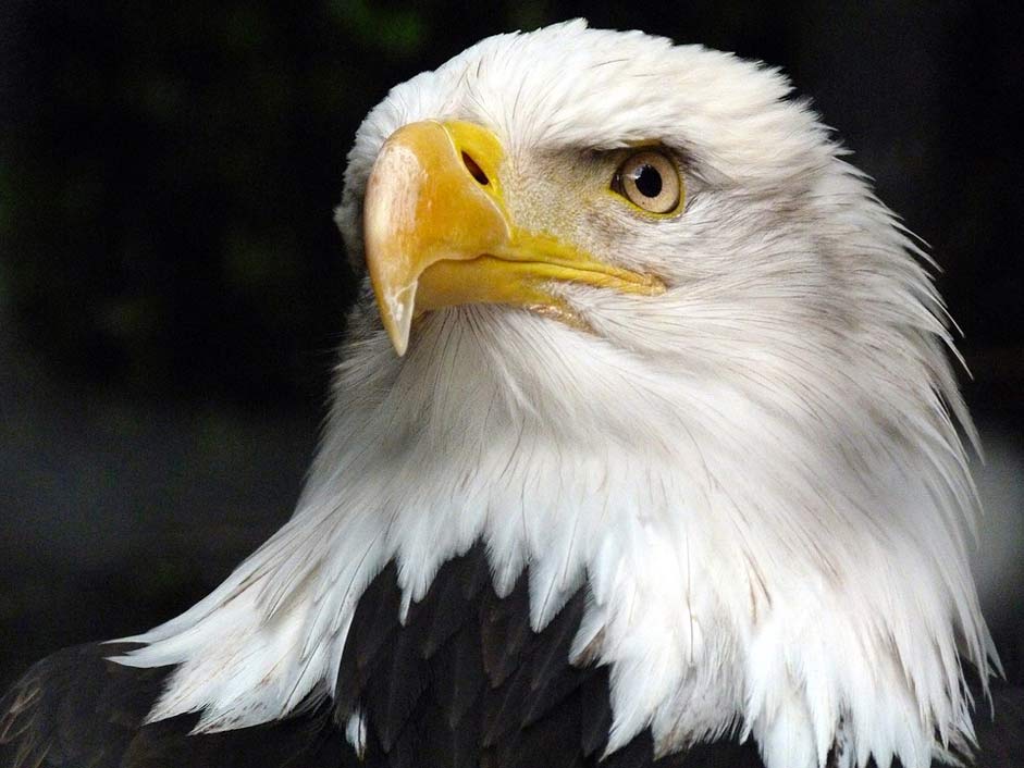 Bald-Eagle White-Tailed-Eagle Adler The-Animal