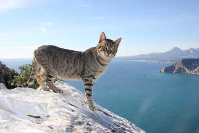 Cat Alicante Calpe Feline Picture