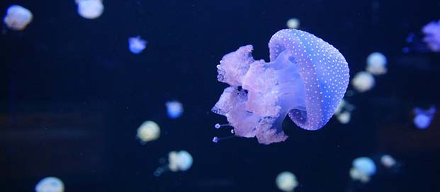 Spain Jellyfish Tenerife Canary-Islands Picture