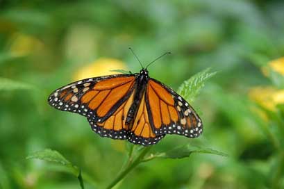 Gran-Canaria Butterfly Island Spain Picture